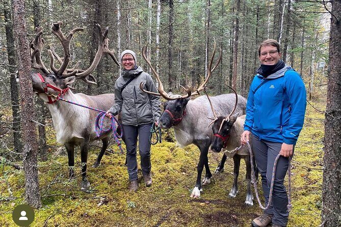 45 Minute Private Reindeer Tour - Good To Know