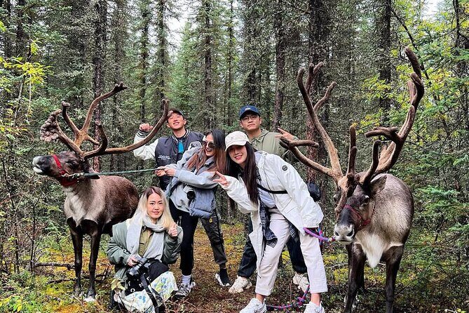 45 Minute Private Reindeer Tour - What to Expect on the 45 Minute Private Reindeer Tour