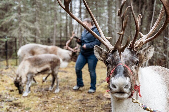 45 Minute Private Reindeer Tour - Is the Price Worth It?