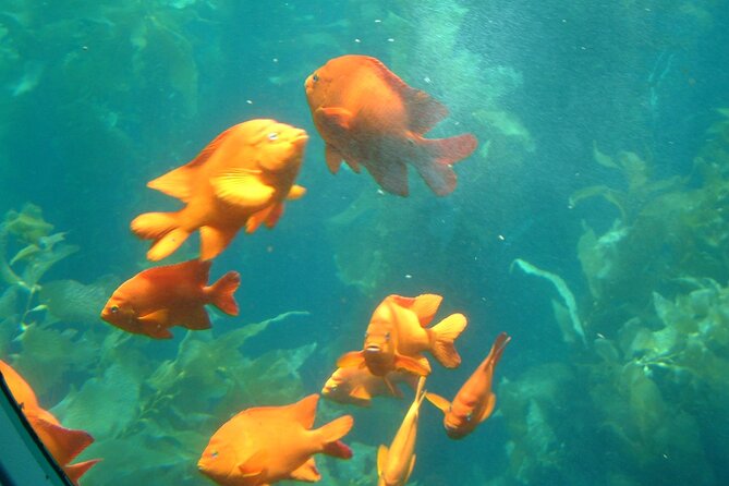 45 Minute Semi-Submarine Tour of Catalina Island From Avalon - Tour Overview and Details