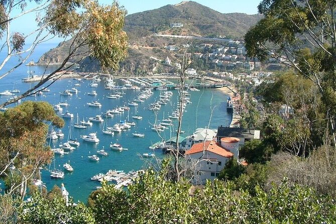 45 Minute Semi-Submarine Tour of Catalina Island From Avalon - Negative Reviews and Criticisms