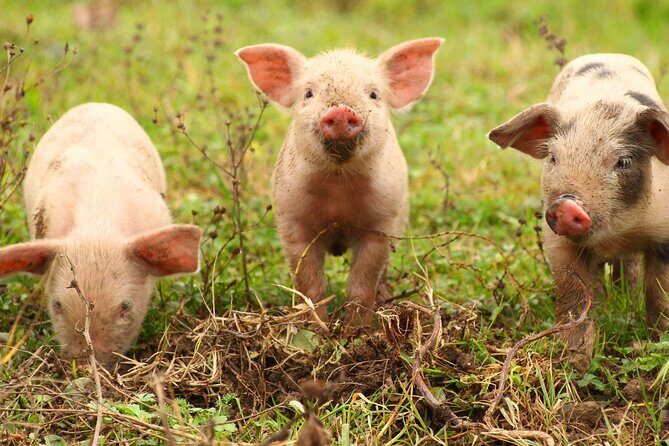 45 Minutes Private Tour at Warrawindi Farms - The Sum Up