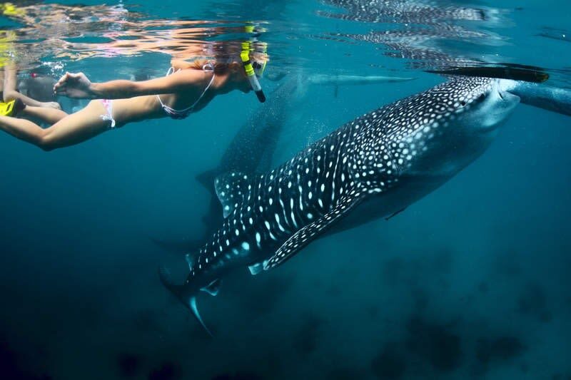 4D3N Cebu-Bohol Highlights Tour - Day 3: Moalboal snorkeling, then Kawasan canyoneering