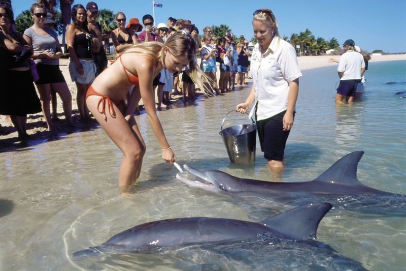 4D3N Perth to Monkey Mia Dolphins Pink Lake Tour with Hotel Comfort - Key points to know before you go