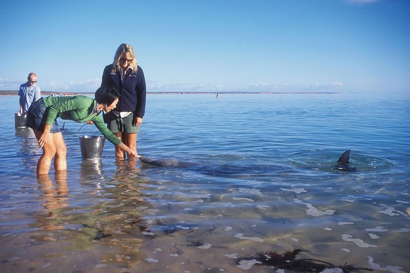 4D3N Perth to Monkey Mia Dolphins Pink Lake Tour with Hotel Comfort - Long drives are part of the deal