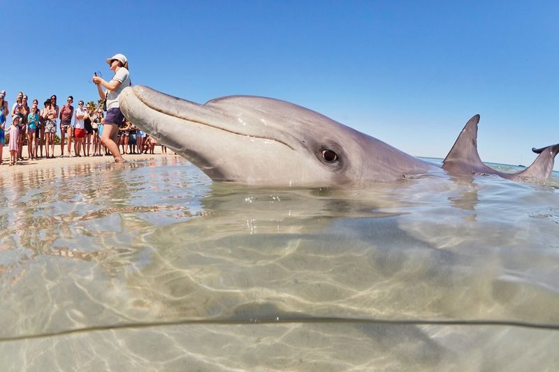 4D3N Perth to Monkey Mia Dolphins Pink Lake Tour with Hotel Comfort - Who should choose this tour?