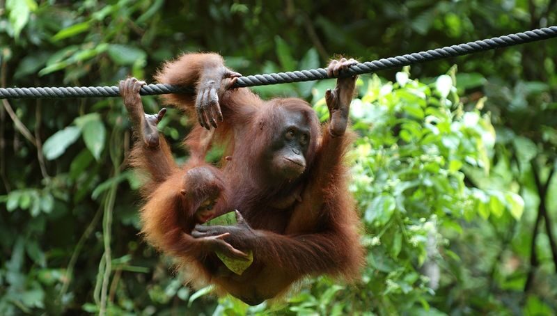 4D3N Sepilok Wildlife Tour with Kinabatangan River Cruise Experience in Sandakan - What the price covers, and what it does not