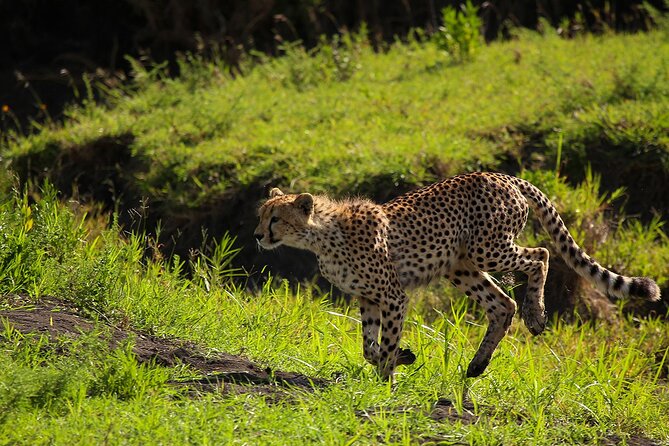 4DAY Trip to Serengeti From Zanzibar Including Flights - Accommodation Information