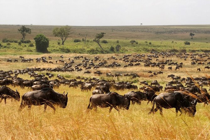 4DAY Trip to Serengeti From Zanzibar Including Flights - Inclusions and Exclusions