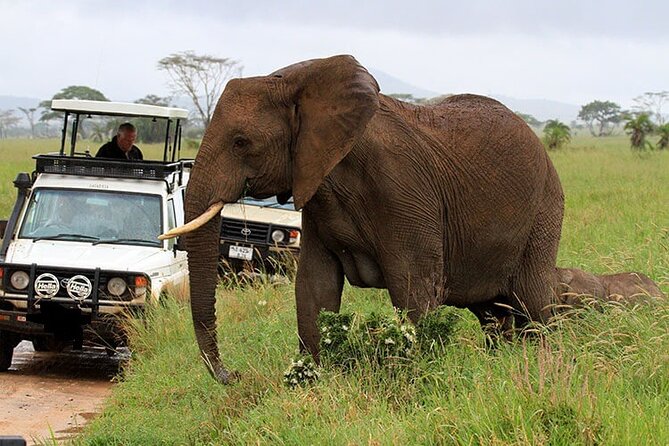 4Days Masai Mara and Lake Nakuru 4X4 Jeep Camping Safari - Meal Inclusions and Optional Activities