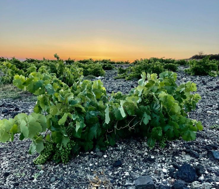 4Hour Private Wine Tasting in Santorini & Thirassia - Booking and Logistics