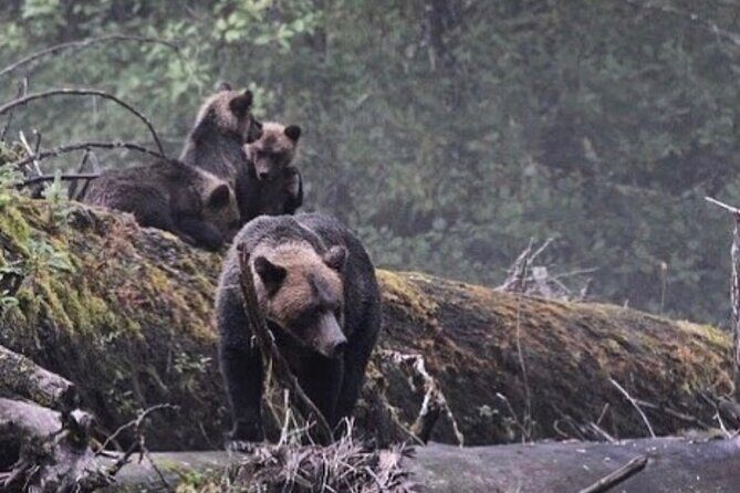 4hr Custom Private Tour of Ketchikan (14 People) Wildlife + More - Good To Know