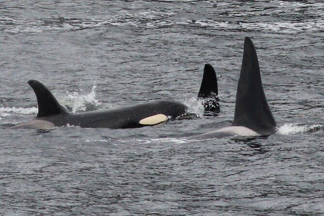 4hr Custom Private Tour of Ketchikan (14 People) Wildlife + More - The Sum Up