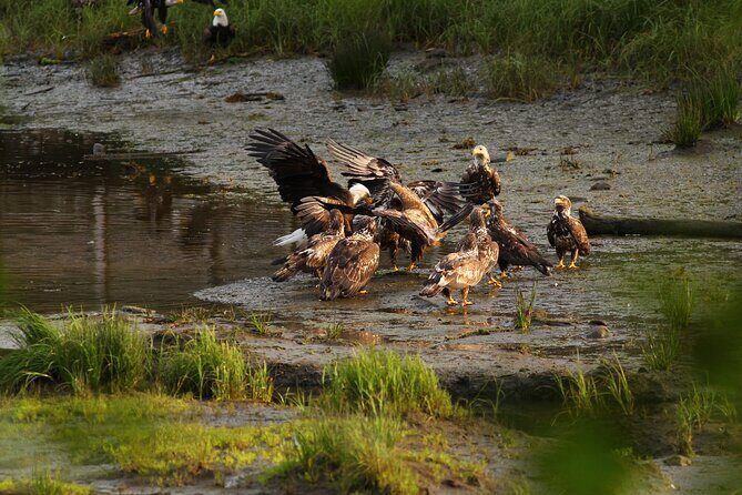 4hr Custom Private Tour of Ketchikan (14 People) Wildlife + More - FAQ
