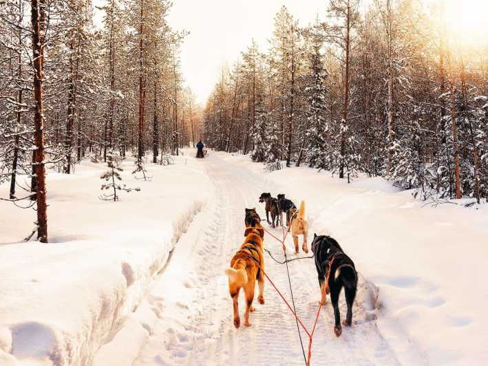 4hr Dog Sledding Trip on Finnmarksvidda - Good To Know
