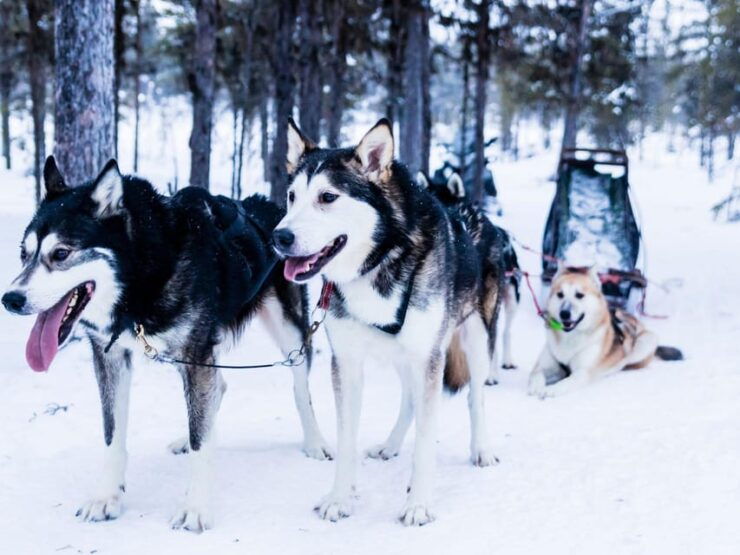 4hr Dog Sledding Trip on Finnmarksvidda - Experience Highlights