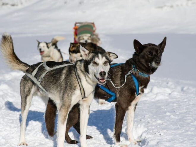 4hr Dog Sledding Trip on Finnmarksvidda - Amenities and Inclusions