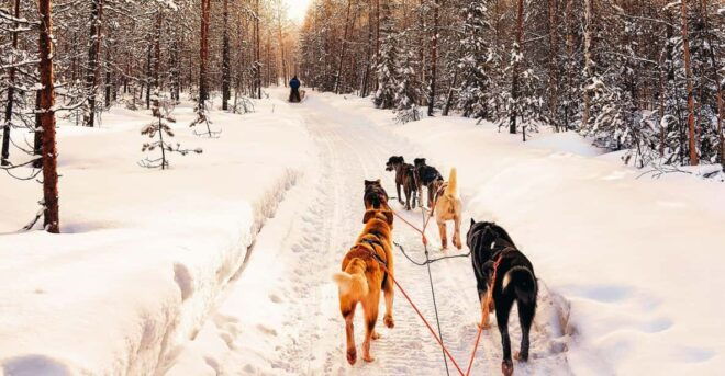 4hr Dog Sledding Trip on Finnmarksvidda - Restrictions and Requirements