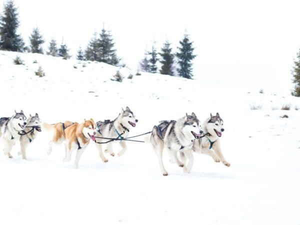 4hr Dog Sledding Trip on Finnmarksvidda - Command Your Own Sled