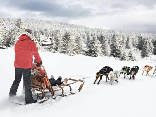 4hr Dog Sledding Trip on Finnmarksvidda - Glide Through Pine Forests