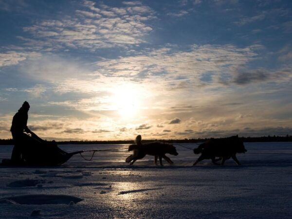 4hr Dog Sledding Trip on Finnmarksvidda - Frequently Asked Questions