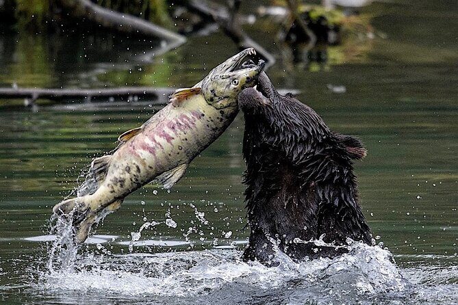 4hr Ketchikan Private custom tour (4 people) Wildlife + More - An In-depth Look at the 4-Hour Ketchikan Private Tour