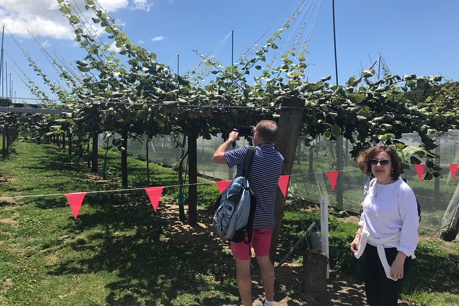 4hr Tauranga Scenic History and Tasting Tour FREE Kiwifruit Tasting - Historical Sites and Local Industries