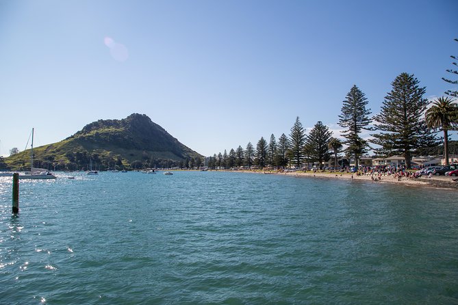 4hr Tauranga Scenic History and Tasting Tour FREE Kiwifruit Tasting - The Sum Up