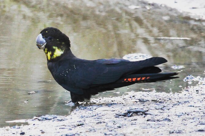 4Hrs at Wolgan Valley Birdwatching Experience - Meeting and Pickup Details