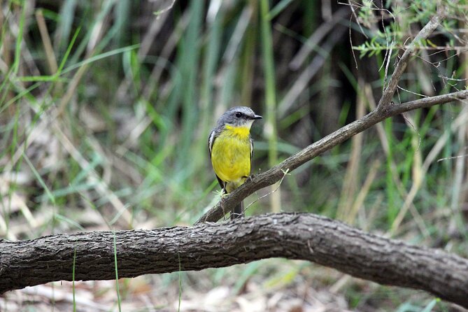 4Hrs at Wolgan Valley Birdwatching Experience - Common Questions