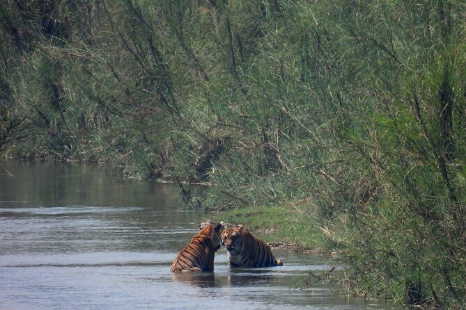 4Nights 5Days Bardia Tiger Tracking Tour |Bardia Jungle Safari - Good To Know