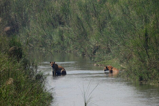 4Nights 5Days Bardia Tiger Tracking Tour |Bardia Jungle Safari - Authentic Insights from Traveler Reviews