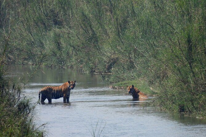4Nights 5Days Bardia Tiger Tracking Tour |Bardia Jungle Safari - The Sum Up: Is This Tour Right For You?
