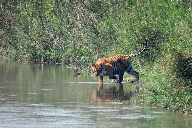 4Nights 5Days Bardia Tiger Tracking Tour |Bardia Jungle Safari - FAQ
