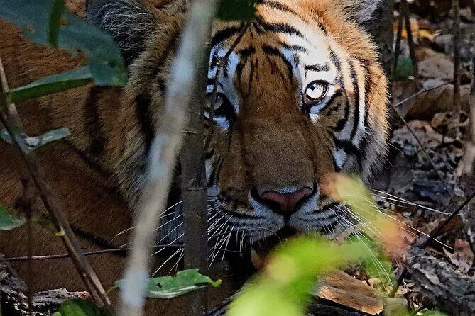 4Nights 5Days Bardia Tiger Tracking Tour |Bardia Jungle Safari - Introducing the Bardia Tiger Tracking Tour: Authentic Wildlife & Culture in Nepal  