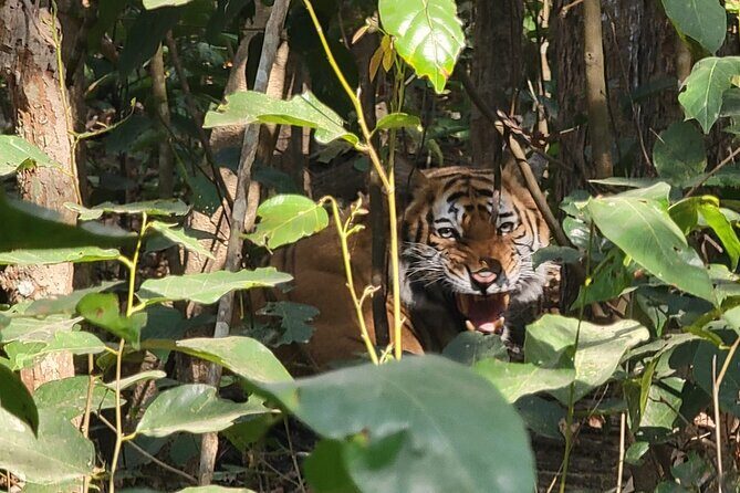 4Nights 5Days Bardia Tiger Tracking Tour |Bardia Jungle Safari - What Makes This Tour Special?  