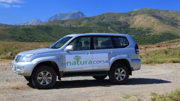 4x4 Agriates Desert and Beach Excursion From Calvi - Common Questions