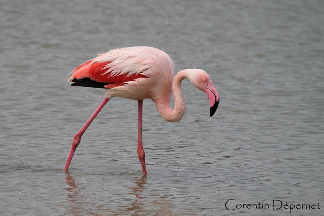4x4 Camargue Safari 4h - Private Tour - Departure From Arles - Meeting and Pickup