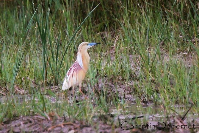 4x4 Camargue Safari 4h - Private Tour - Departure From Arles - Directions