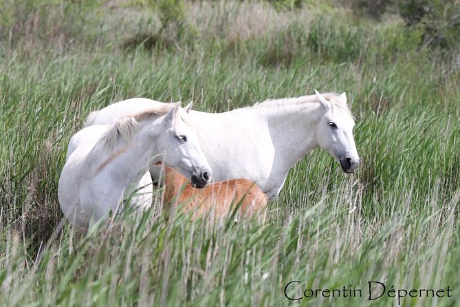 4x4 Camargue Safari 4h - Private Tour - Departure From Arles - Common Questions