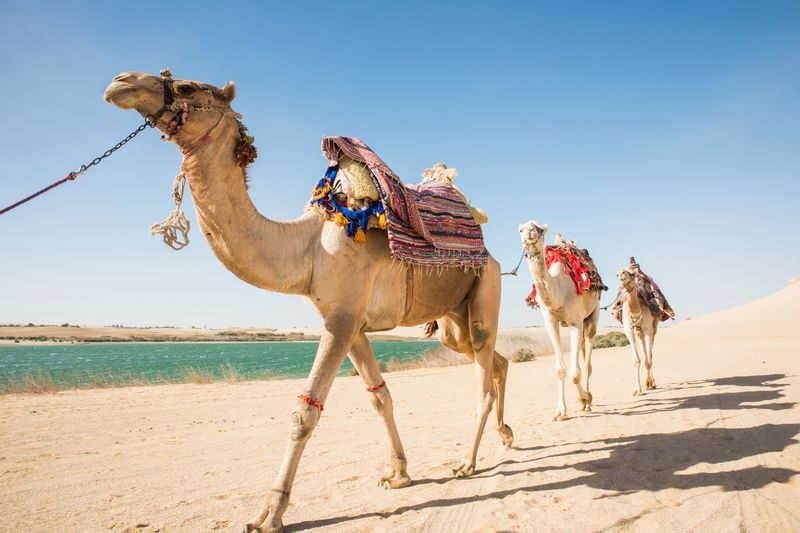 4x4 Desert Safari with Sandboarding and Camel Ride in Cairo - From Cairo to Faiyum’s open desert