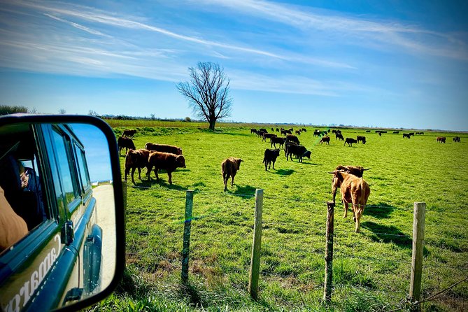 4x4 Excursion in the Camargue Regional National Park  - Arles - Cancel 24H Prior & Full Refund - Highlights of the Camargue Tour