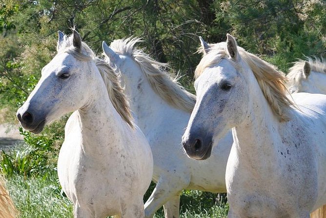 4x4 Excursion in the Camargue Regional National Park  - Arles - Cancel 24H Prior & Full Refund - Contact Information