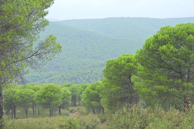 4x4 Granadilla. Mínimo 4 Personas. - Common Questions