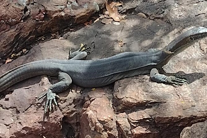 4x4 Litchfield Park Adventures - Wildlife Encounters in Litchfield Park