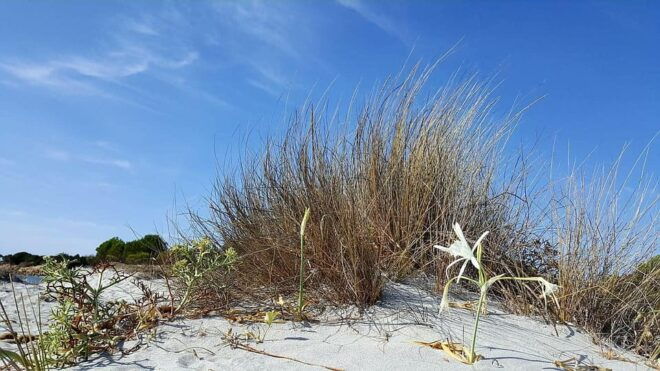 4x4 Tour Between Land and Sea - Orosei & Capo Comino - Scenic Routes and Landscapes