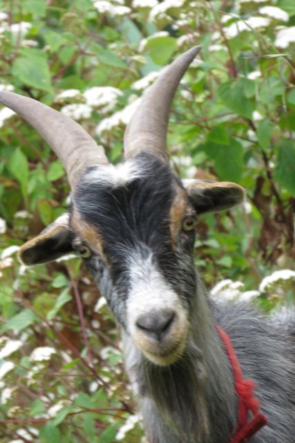 4x4 Vineyard Expedition, Wine Tasting, & Cabo Girão Seacliff - Booking Details