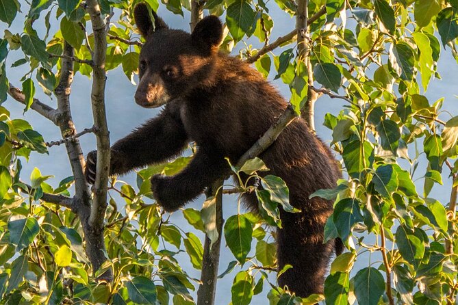 5.5-Hour Jasper Wildlife and Waterfalls Tour With Maligne Lake Cruise From Jasper - Positive Feedback on Guide