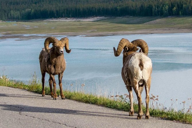 5.5-Hour Jasper Wildlife and Waterfalls Tour With Maligne Lake Cruise From Jasper - Wildlife Sightings and Overall Experience