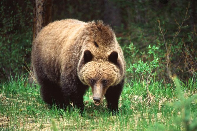 5.5-Hour Jasper Wildlife and Waterfalls Tour With Maligne Lake Cruise From Jasper - The Sum Up